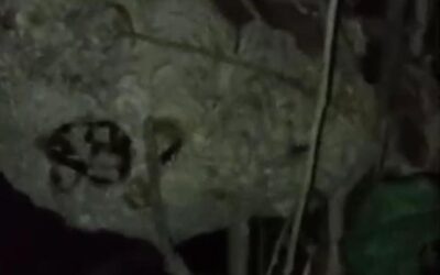 Serangan Tawon Vespa di Desa Wringinharjo, 5 Warga Jadi Korban, 2 Meninggal Dunia